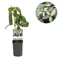 Klimplant - Clematis armandii - Bloem Wit - Groenblijvend - Weinig onderhoud - 1 plant Pot 11cm Hoogte 40cm
