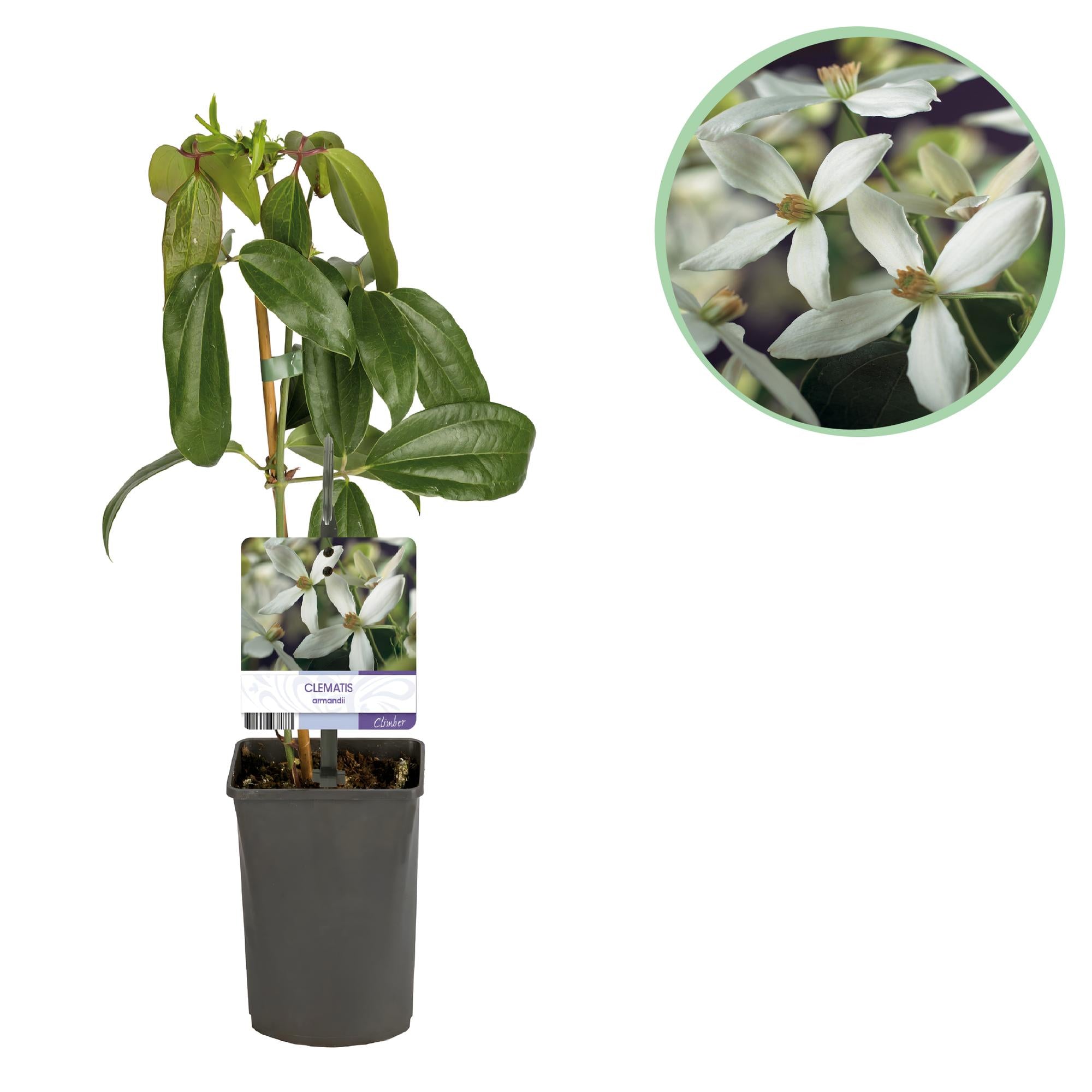 Klimplant - Clematis armandii - Bloem Wit - Groenblijvend - Weinig onderhoud - 1 plant Pot 11cm Hoogte 40cm