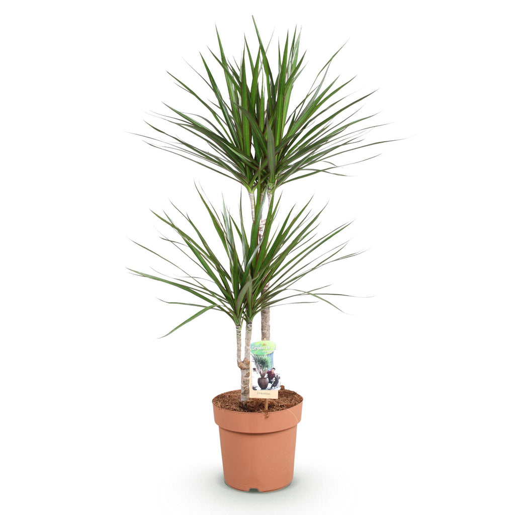 Green is... Kamerplanten - Dracaena Marginata - Drakenbloedboom - Weinig onderhoud - Groen - 1 Plant - Pot 21cm - Hoogte 90-100cm