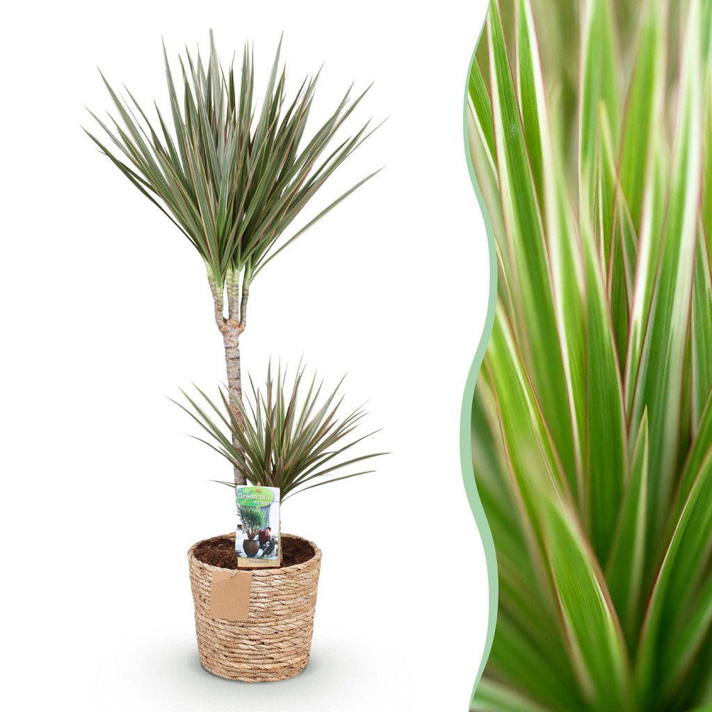 Green is... Kamerplanten - Dracaena Marginata Bicolor - Drakenbloedboom - Weinig onderhoud - met mand - Groen - 1 Plant - Pot 21cm - Hoogte 90-100cm