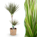 Green is... Kamerplanten - Dracaena Marginata Bicolor - Drakenbloedboom - Weinig onderhoud - met mand - Groen - 1 Plant - Pot 21cm - Hoogte 90-100cm