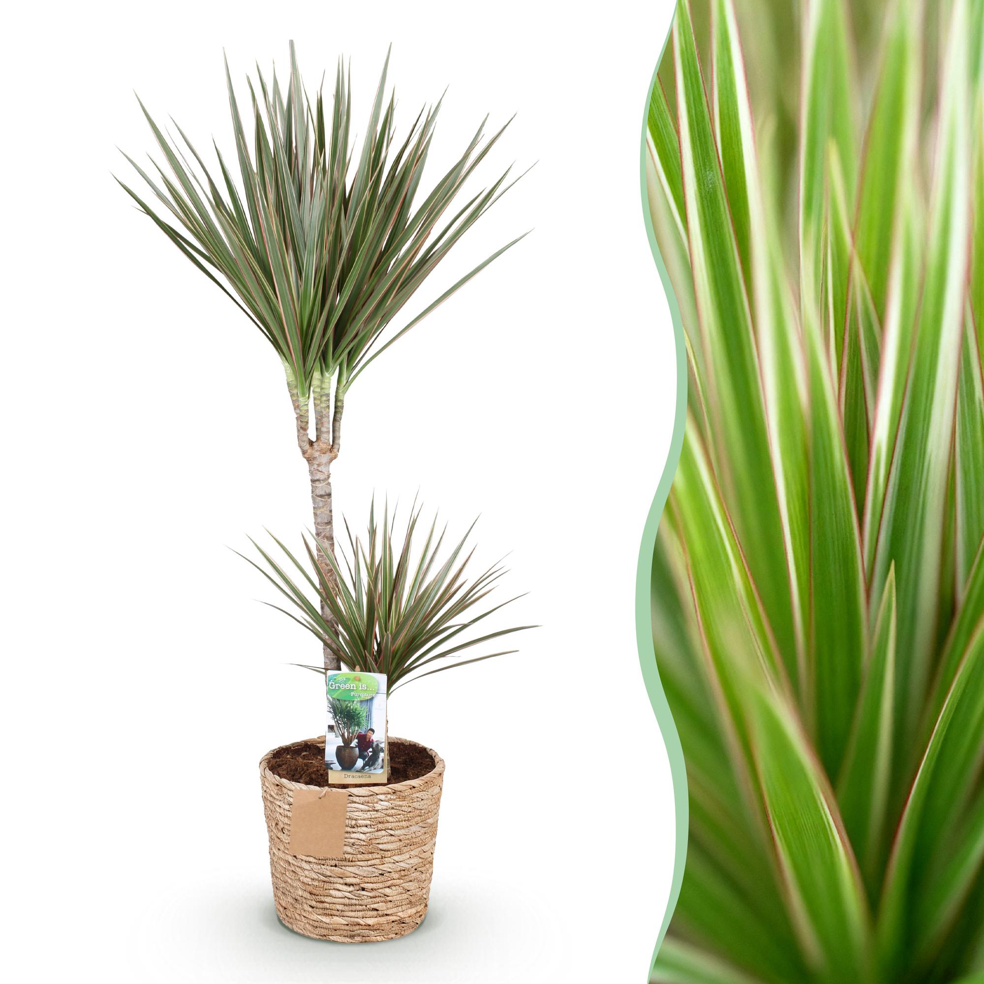 Green is... Kamerplanten - Dracaena Marginata Bicolor - Drakenbloedboom - Weinig onderhoud - met mand - Groen - 1 Plant - Pot 21cm - Hoogte 90-100cm