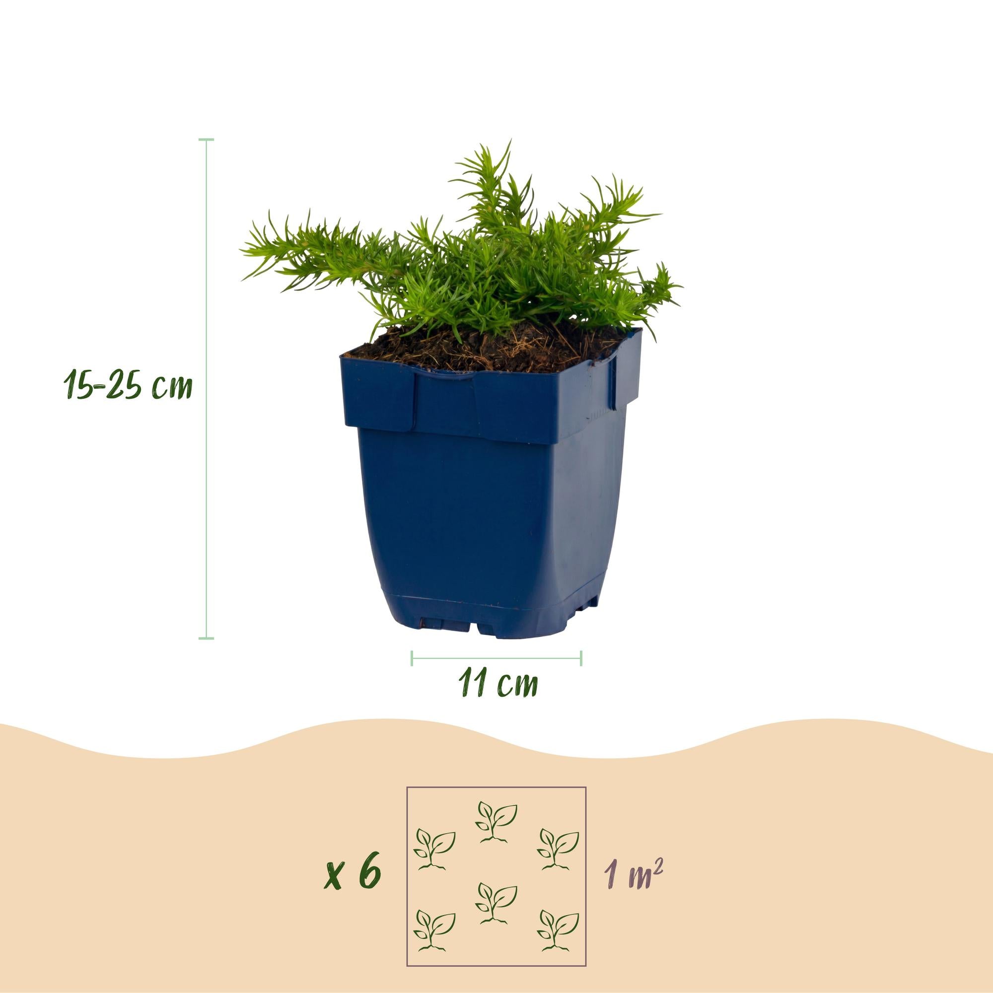 Vasteplant - Phlox Rosette - Vlambloem - Bodembedekkend - Roze - 12 Planten - Pot 11cm - Hoogte 15-25cm