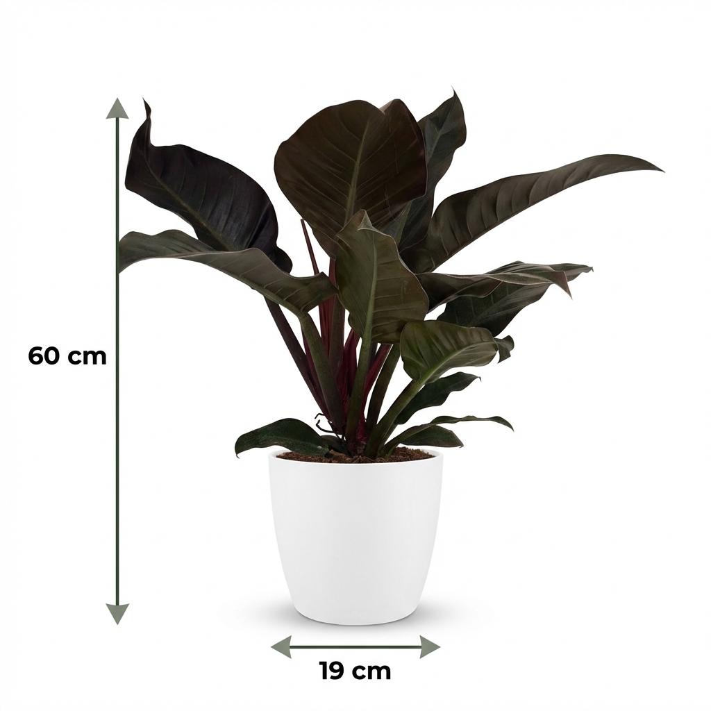 Kamerplant - Philodendron - Philodendron Imperial Red - Rood - Weinig onderhoud - 1 Plant - met Potter Wit - Pot 19cm - Hoogte 60cm