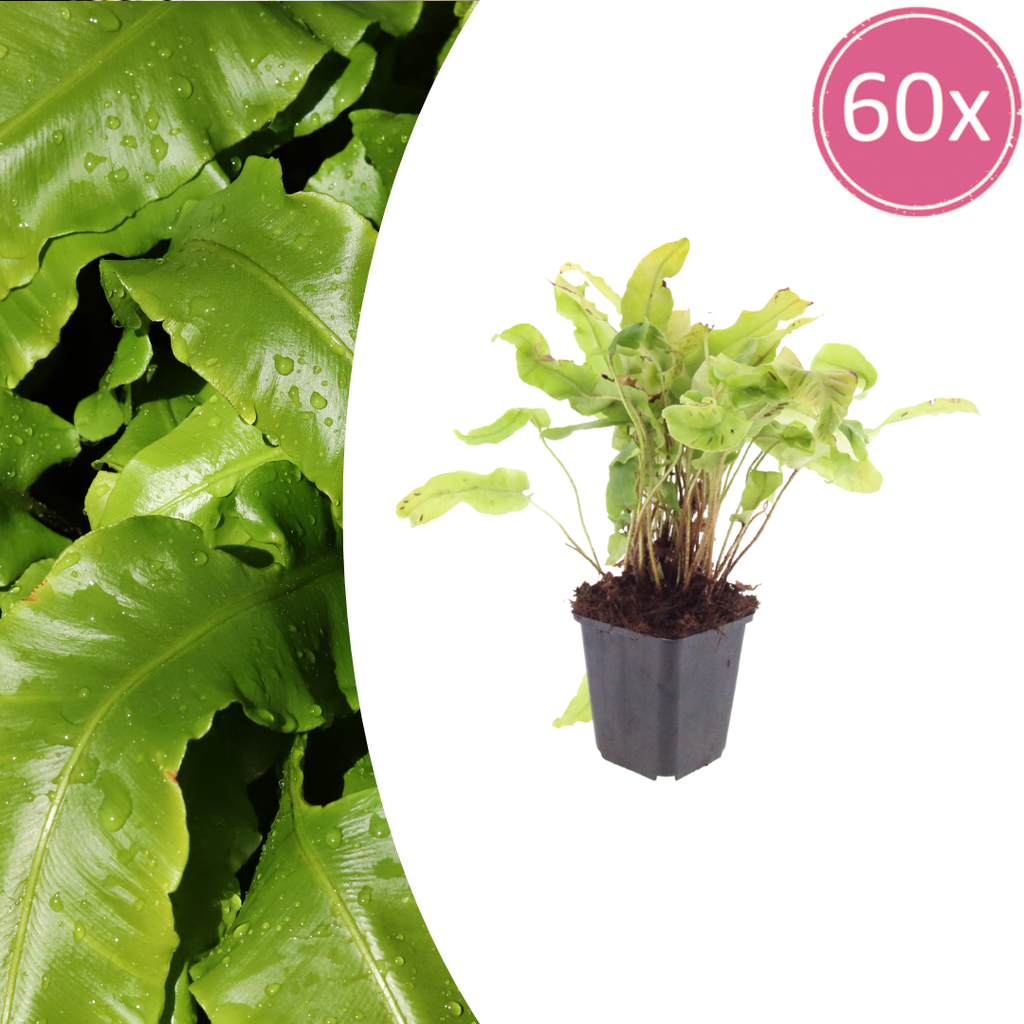 60x Asplenium scolopendrium - ↕10-25cm - Ø9cm
