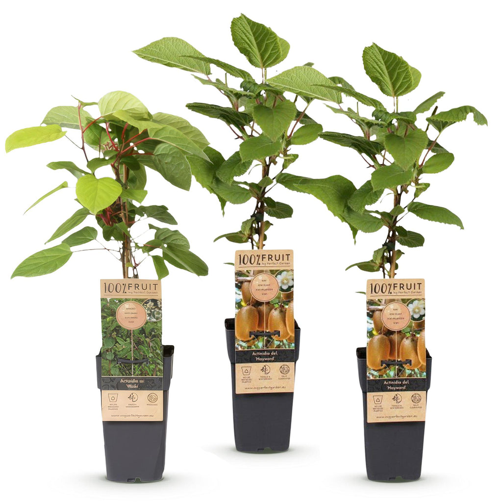 Fruitplant - Actinidia Weiki & Hayward - Kiwiplant - 1 Mannelijke - 2 Vrouwelijke - Planten - Groen - Pot 15cm - Hoogte 50cm