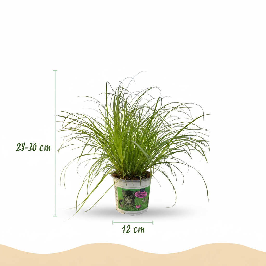 Kamerplant - Cyperus alternifolius Zumula - Kattengras - Huisdiervriendelijke Plant - Groen - 2 Planten - met Potter Wit - Pot 12cm - Hoogte 20cm