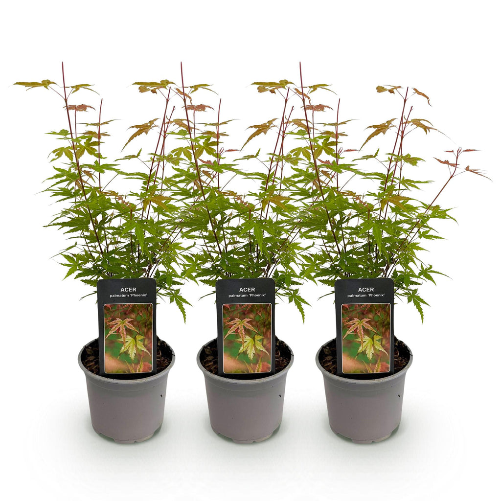 Tuinplant - Acer palmatum Phoenix - Roze - 3 Planten - Bladverliezend - Weinig Onderhoud - Pot 12cm Hoogte 35cm