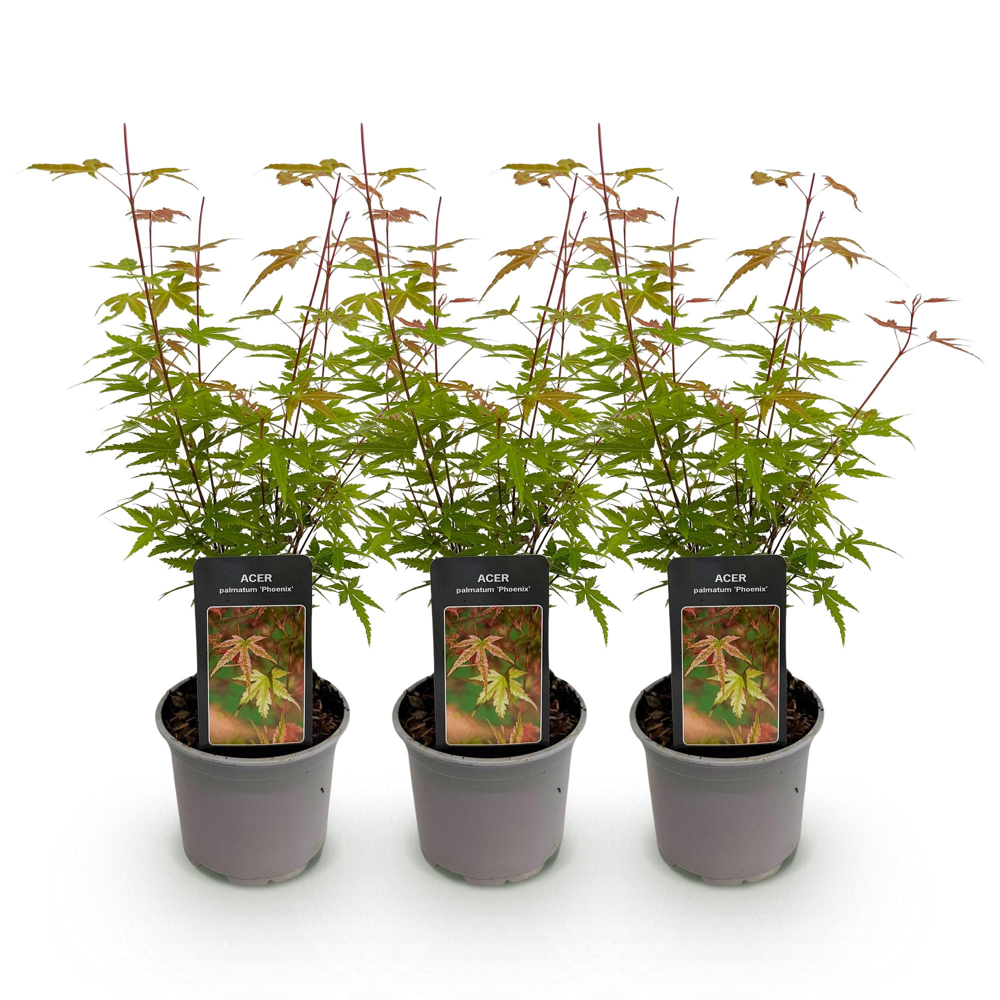 Tuinplant - Acer palmatum Phoenix - Roze - 3 Planten - Bladverliezend - Weinig Onderhoud - Pot 12cm Hoogte 35cm