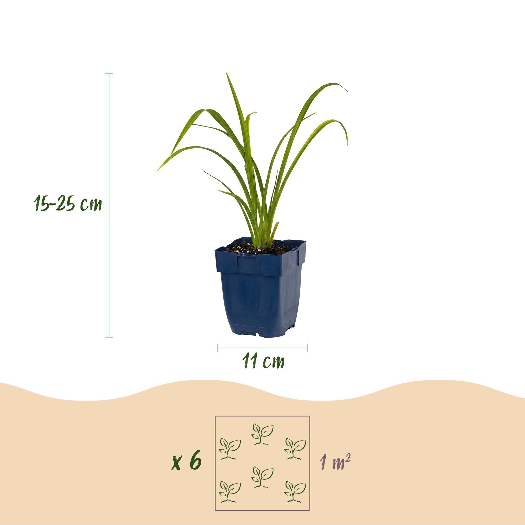 Vasteplant - Hemerocallis Mauna Loa - Daglelie - Bijen en Vlinderlokkers - Oranje - 1 Plant - Pot 11cm - Hoogte 15-25cm