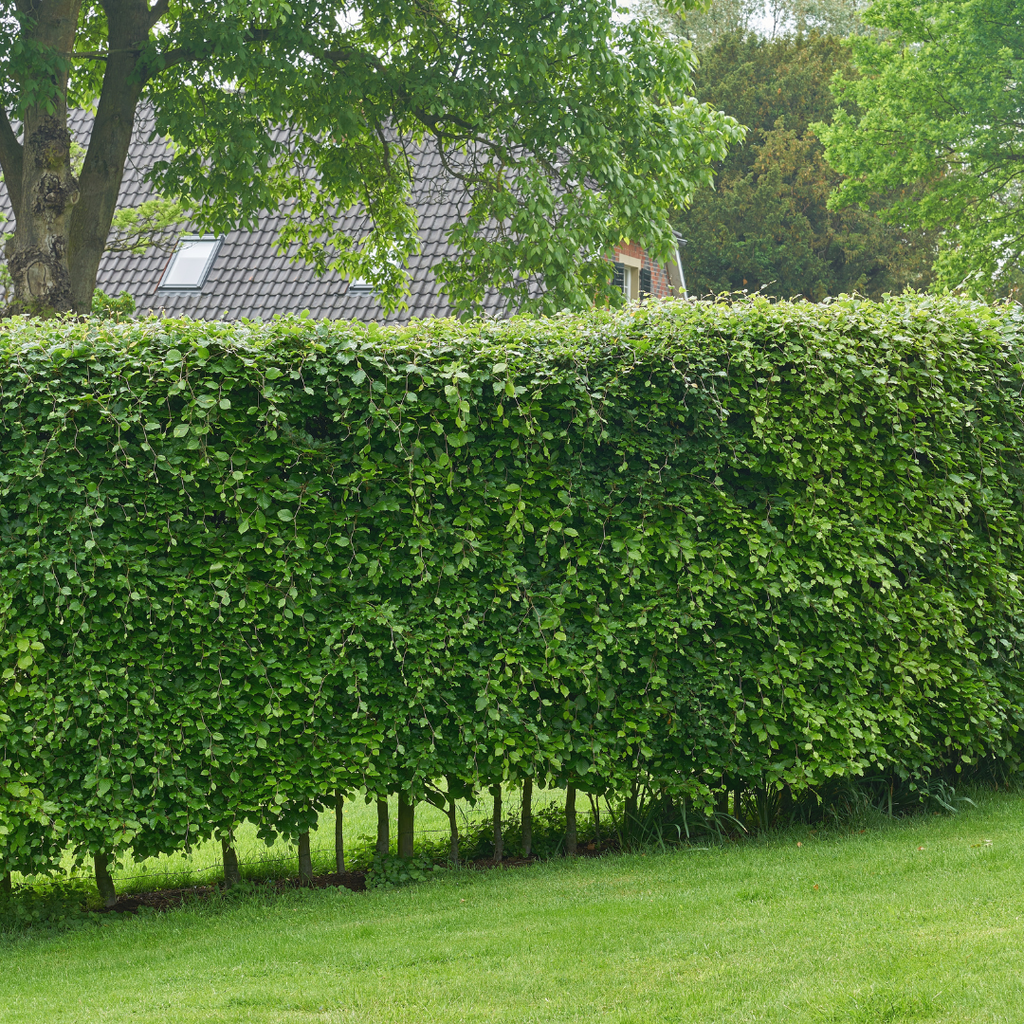 Palletdeal Haagplanten:  50 Carpinus Betulus ↕ 60-80 - Ø 19cm | Mini Pallet