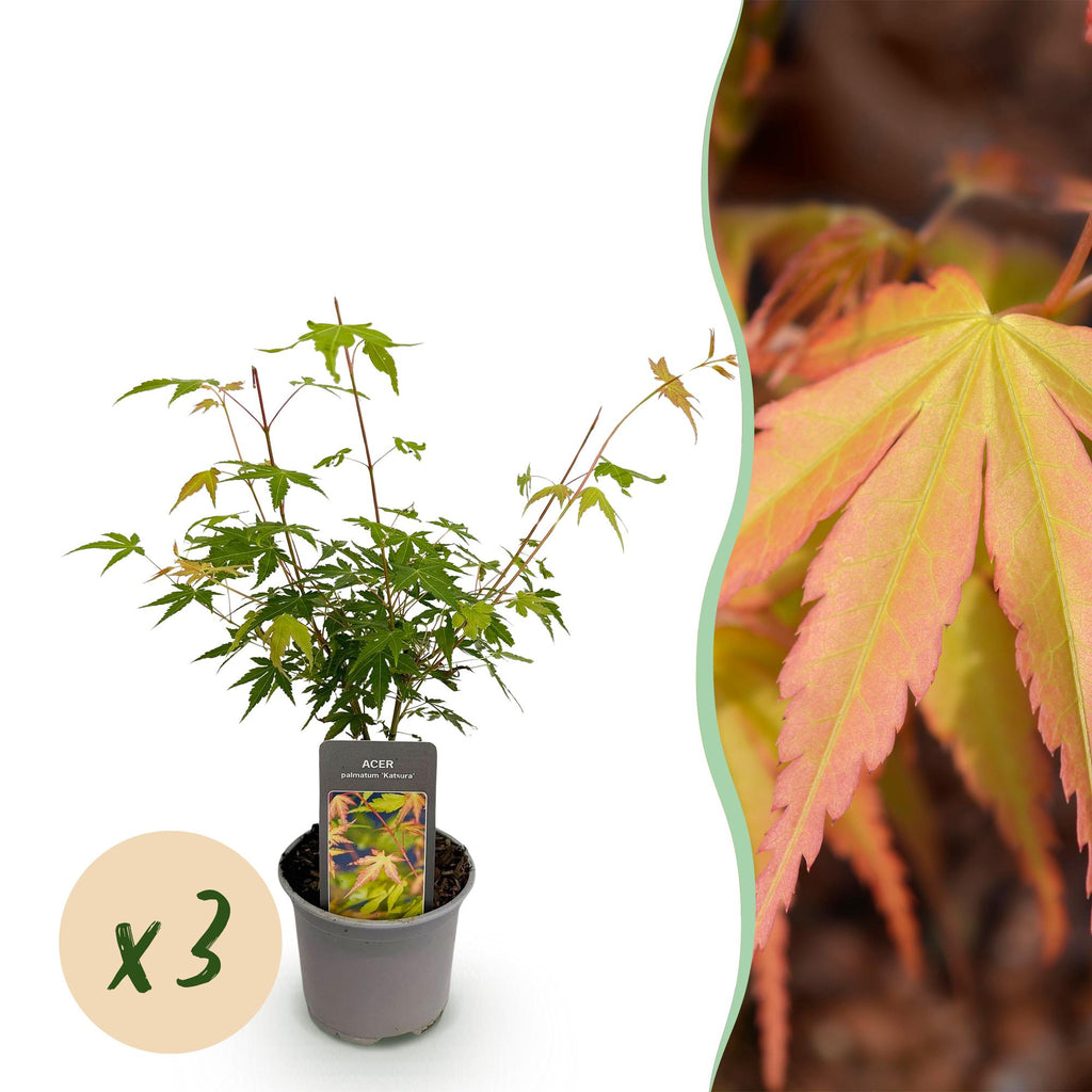 Tuinplant - Acer palmatum Katsura - Oranje - 3 Planten - Bladverliezend - Weinig Onderhoud - Pot 12cm Hoogte 35cm