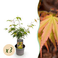 Tuinplant - Acer palmatum Katsura - Oranje - 3 Planten - Bladverliezend - Weinig Onderhoud - Pot 12cm Hoogte 35cm