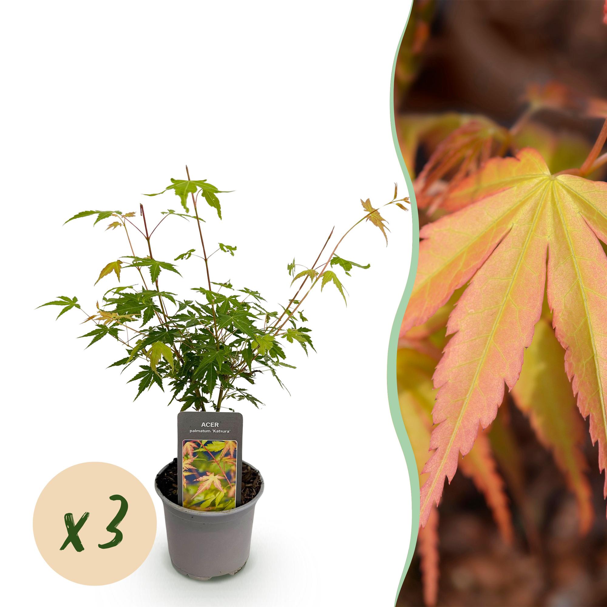 Tuinplant - Acer palmatum Katsura - Oranje - 3 Planten - Bladverliezend - Weinig Onderhoud - Pot 12cm Hoogte 35cm