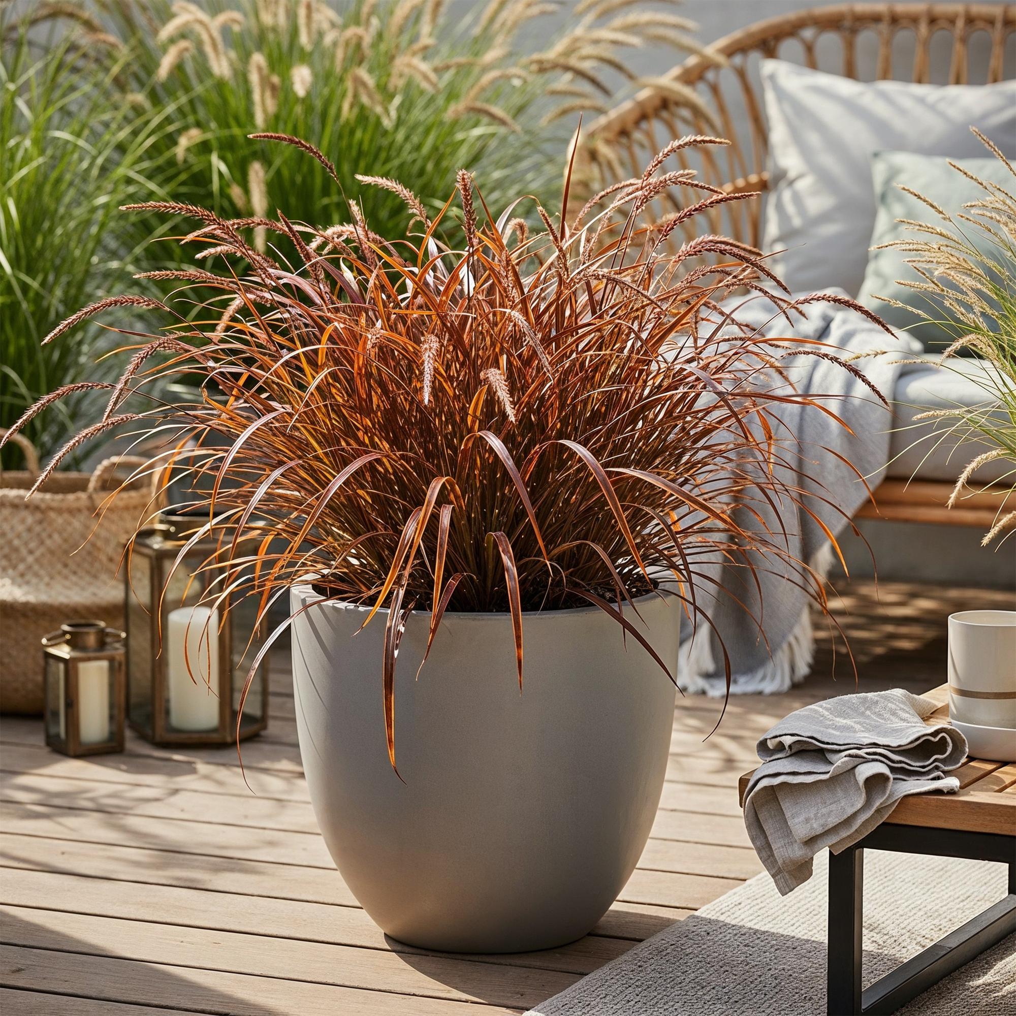 Siergrassen - Uncinia rubra Everflame  - Rood - 1 Plant - Groenblijvend - Winterhard - Pot 17cm Hoogte 50cm