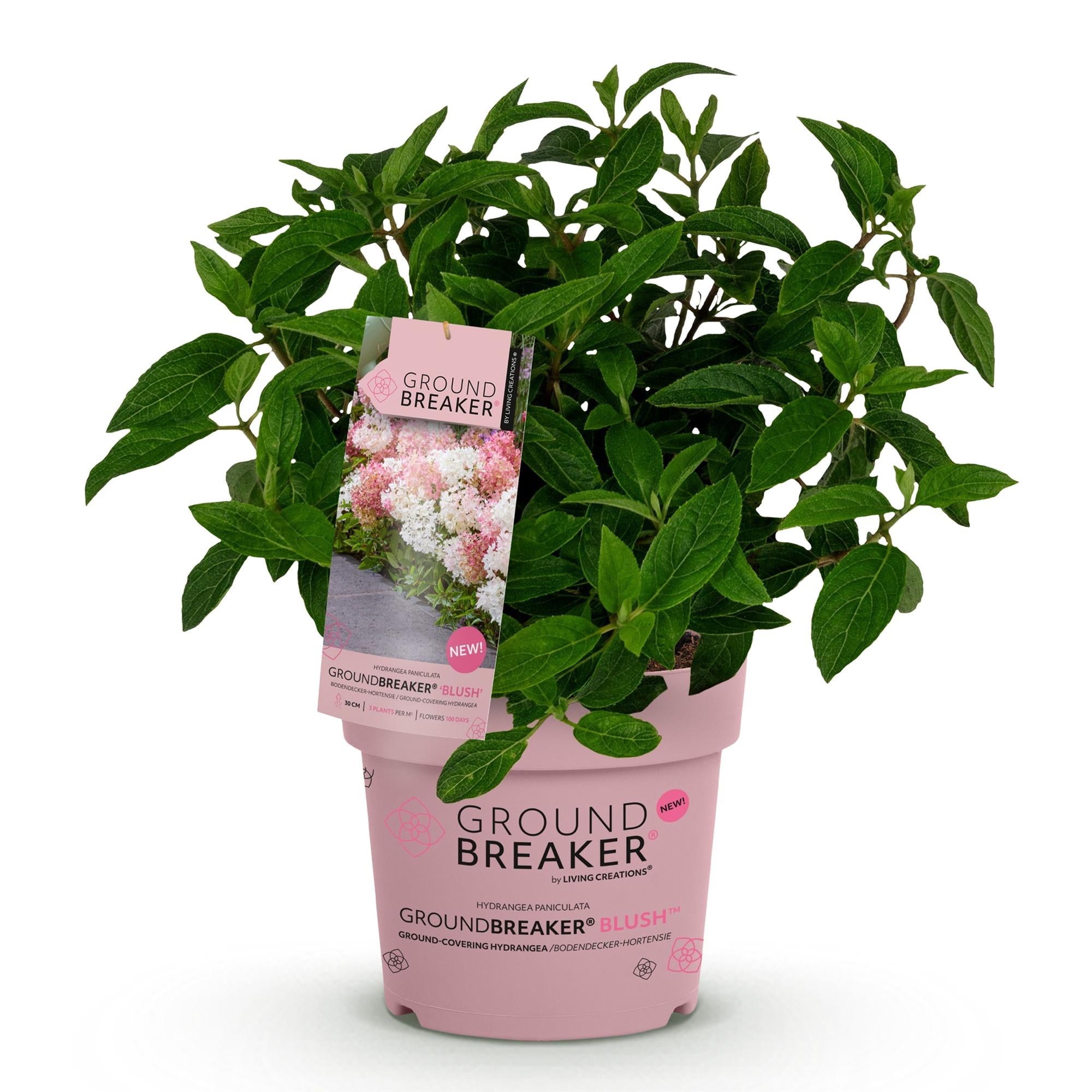 Tuinplant - Hydrangea panniculata Groundbreaker Blush - Pluimhortensia - Winterhard - Roze - 1 Plant - Pot 14cm - Hoogte 20-25cm
