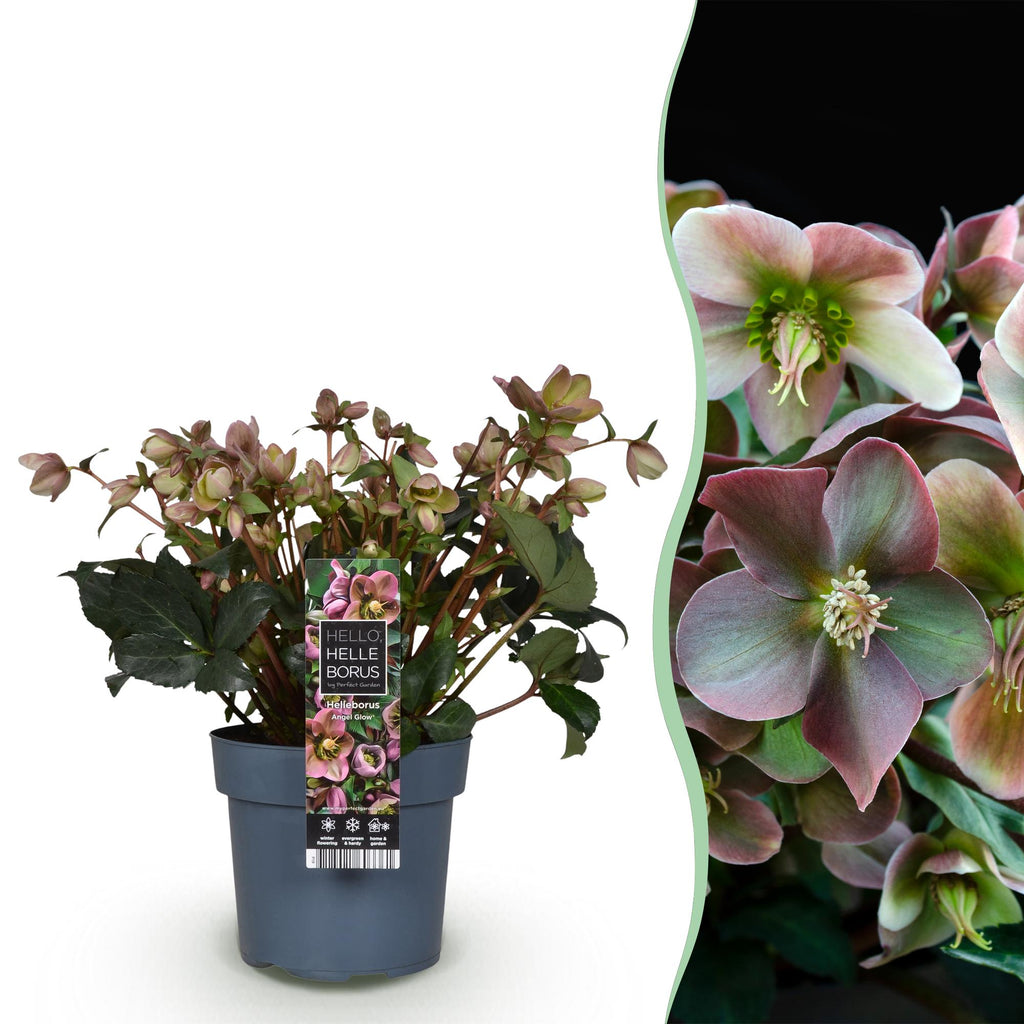 Tuinplant - Lenten Rose -  Helleborus Angels Glow - Roze Bloem - Groenblijvend - Pot 19cm Hoogte 50cm
