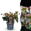 Tuinplant - Lenten Rose -  Helleborus Angels Glow - Roze Bloem - Groenblijvend - Pot 19cm Hoogte 50cm
