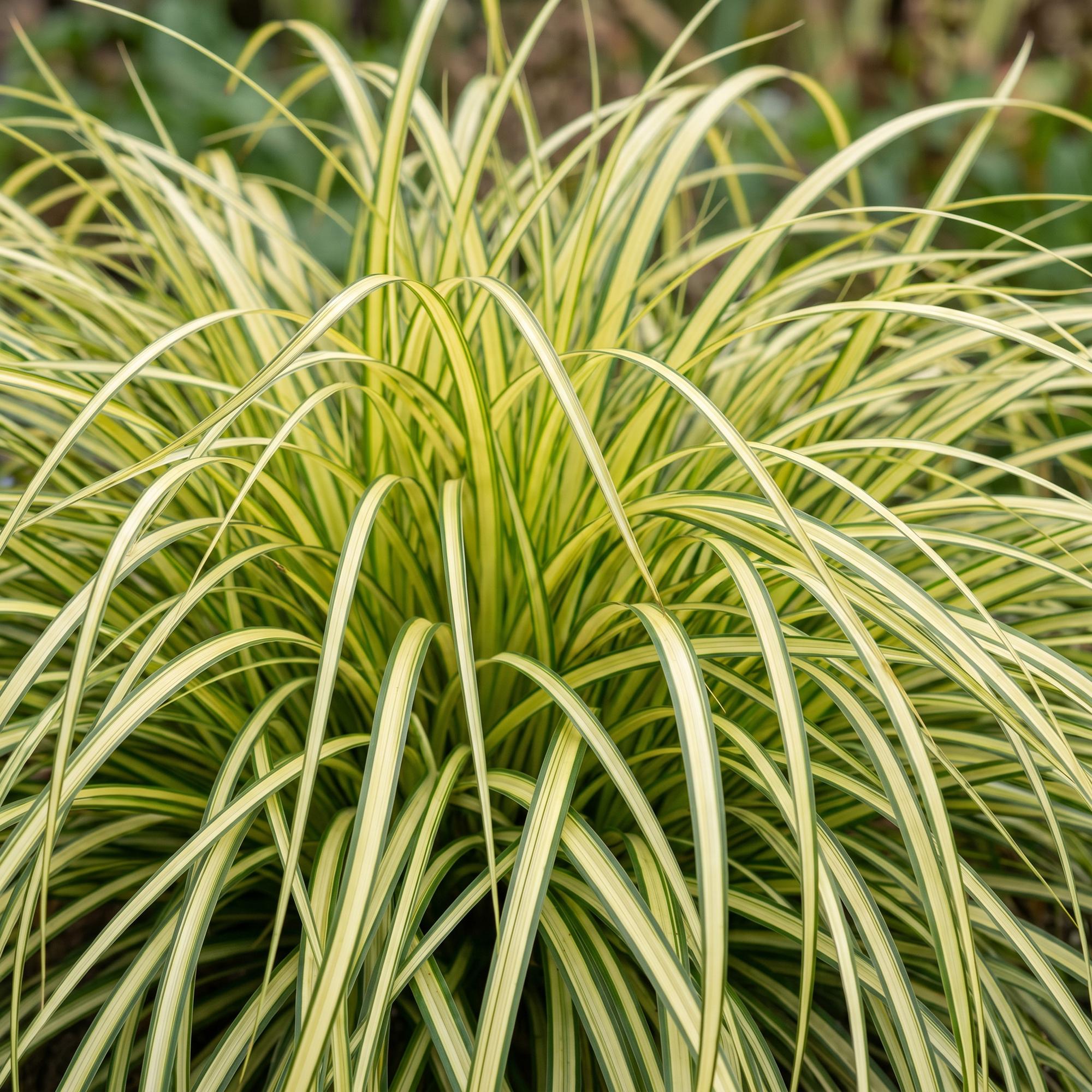 Grassen - Carex oshimensis Evergold - Japanse Zegge - Groenblijvend - Geel-Groen - 12 Planten - Pot 11cm - Hoogte 15-25cm