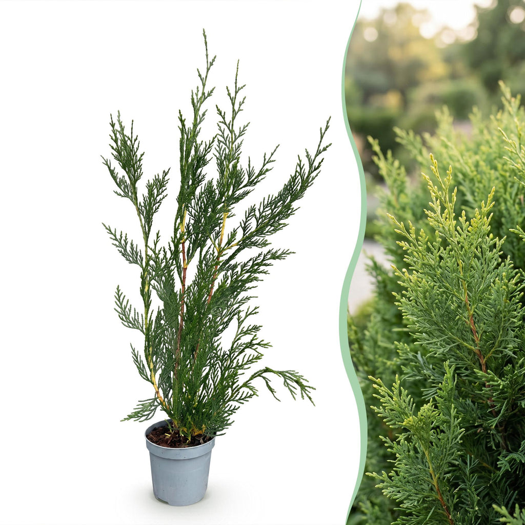 40x Cupressocyparis leylandii 2011 - Leylandii - Haagplanten - Groenblijvend - Groen - Pot 9cm - Hoogte 30-40cm