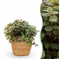 Kamerplant - Calissia repens - Kattengras - Huisdiervriendelijk - Groen - 1 Plant - met Mand - Pot 12cm - Hoogte 17-20cm
