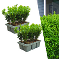 2 x 6-Pack Buxus NewGen Freedom – Winterharde Groenblijvende Struiken 12 x Ø7 cm - ↕15 cm | Compacte Buxus