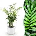 Kamerplant - Chamaedorea elegans - Goudpalm - Huisdiervriendelijke Plant - Groen - 1 Plant - met Potter Wit - Pot 12cm - Hoogte 15cm