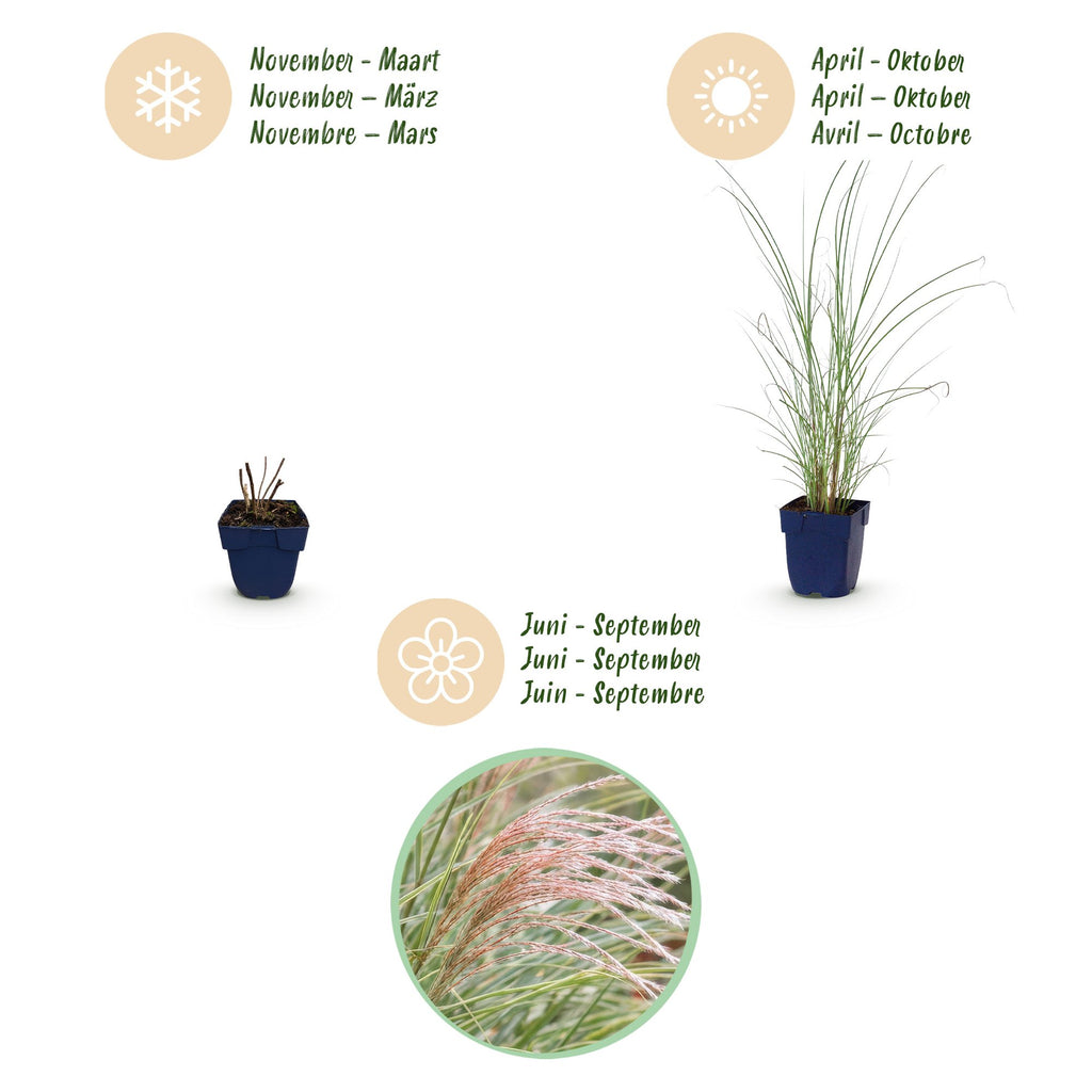 Grassen - Miscanthus sin. Morning Light - Pampusgras - Met Pluim - Zilver - 6 Planten - Pot 11cm - Hoogte 15-25cm