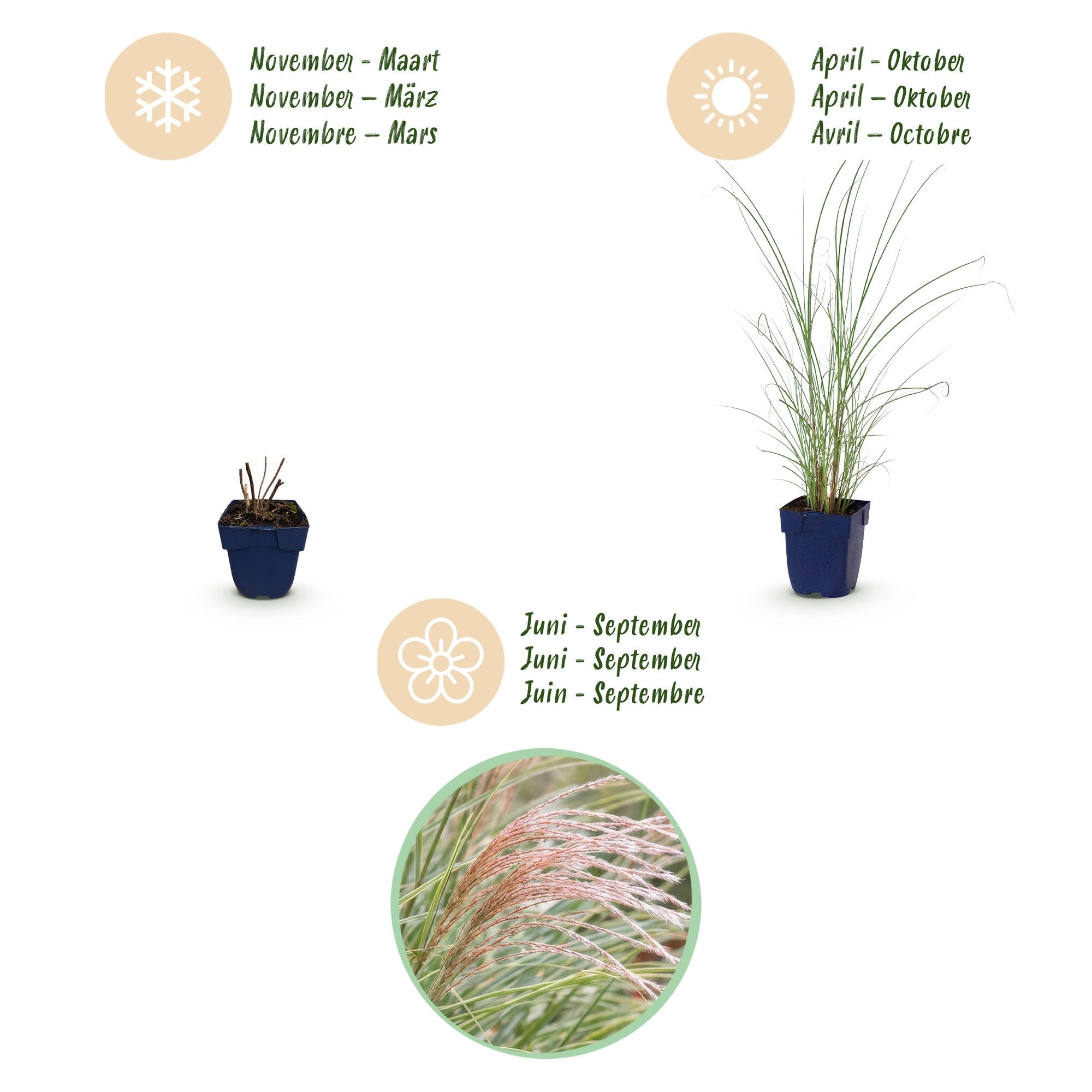 Grassen - Miscanthus sin. Morning Light - Pampusgras - Met Pluim - Zilver - 6 Planten - Pot 11cm - Hoogte 15-25cm