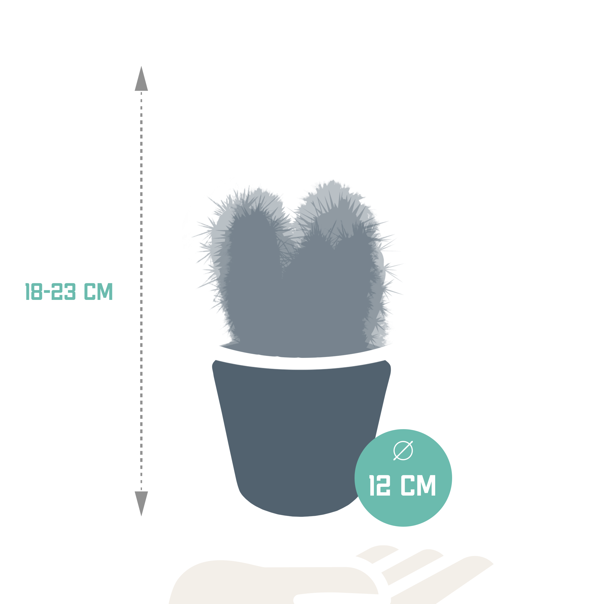 Cereus mix 10,5cm - 3x - in witte pot