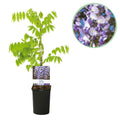 Blauwe regen - Wisteria floribunda Prolific - Bloem Blauw  - 1 plant - Pot 11cm Hoogte 40cm