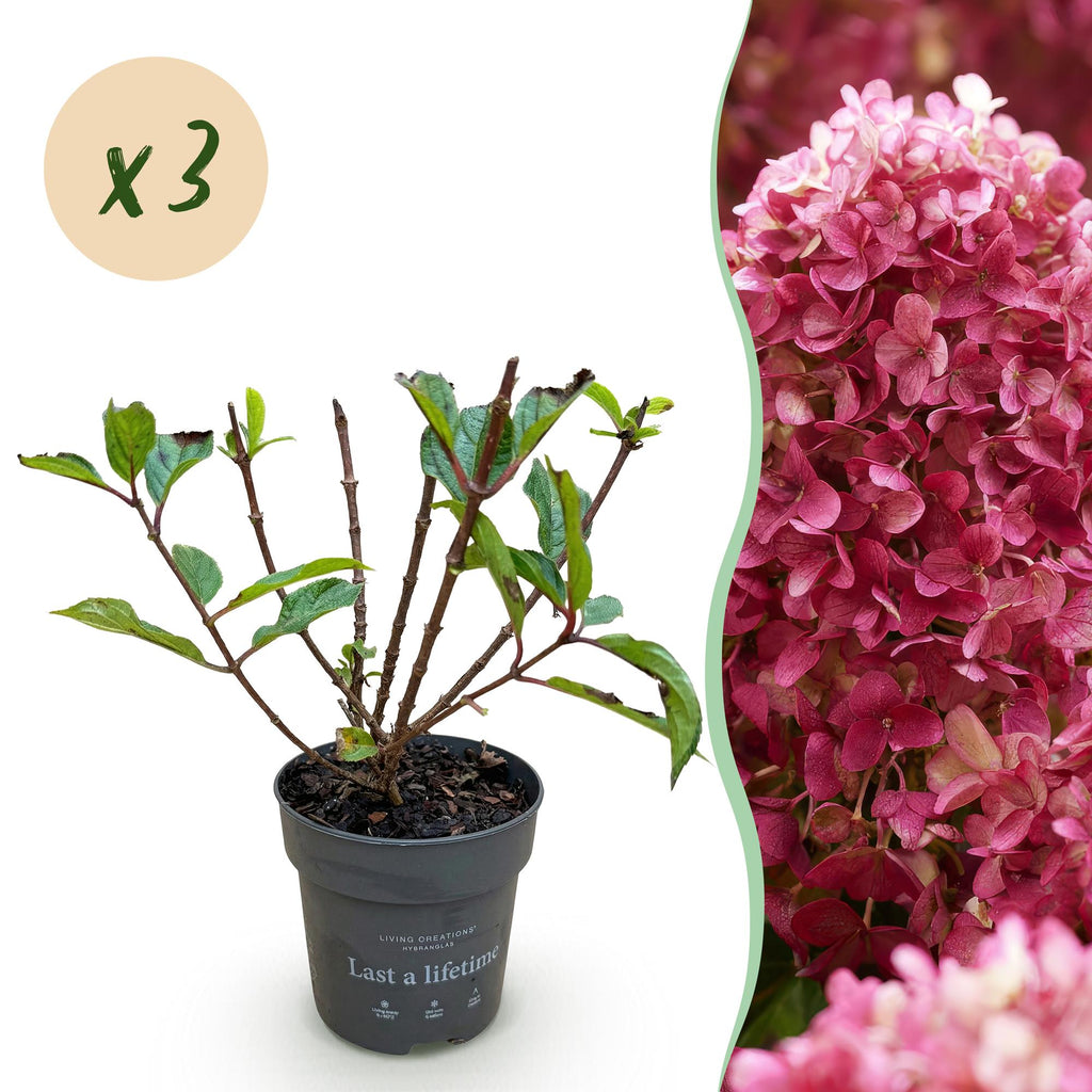 Tuinplant - Hydrangea panniculata Living Little Rosy - Pluimhortensia - Winterhard - Roze - 3 Planten - Pot 12cm - Hoogte Hoogte 20-30cm