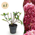 Tuinplant - Hydrangea panniculata Living Little Rosy - Pluimhortensia - Winterhard - Roze - 3 Planten - Pot 12cm - Hoogte Hoogte 20-30cm