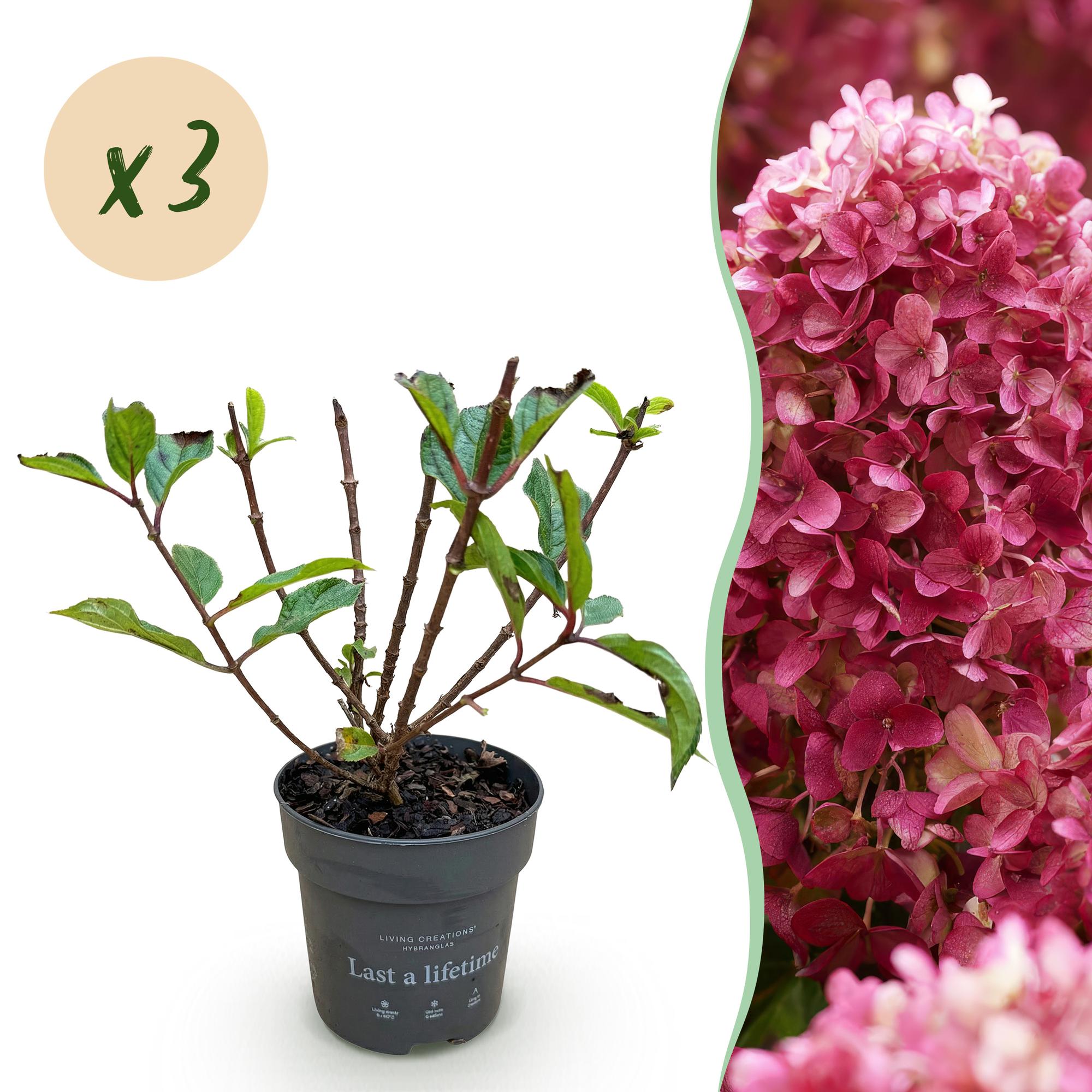 Tuinplant - Hydrangea panniculata Living Little Rosy - Pluimhortensia - Winterhard - Roze - 3 Planten - Pot 12cm - Hoogte Hoogte 20-30cm