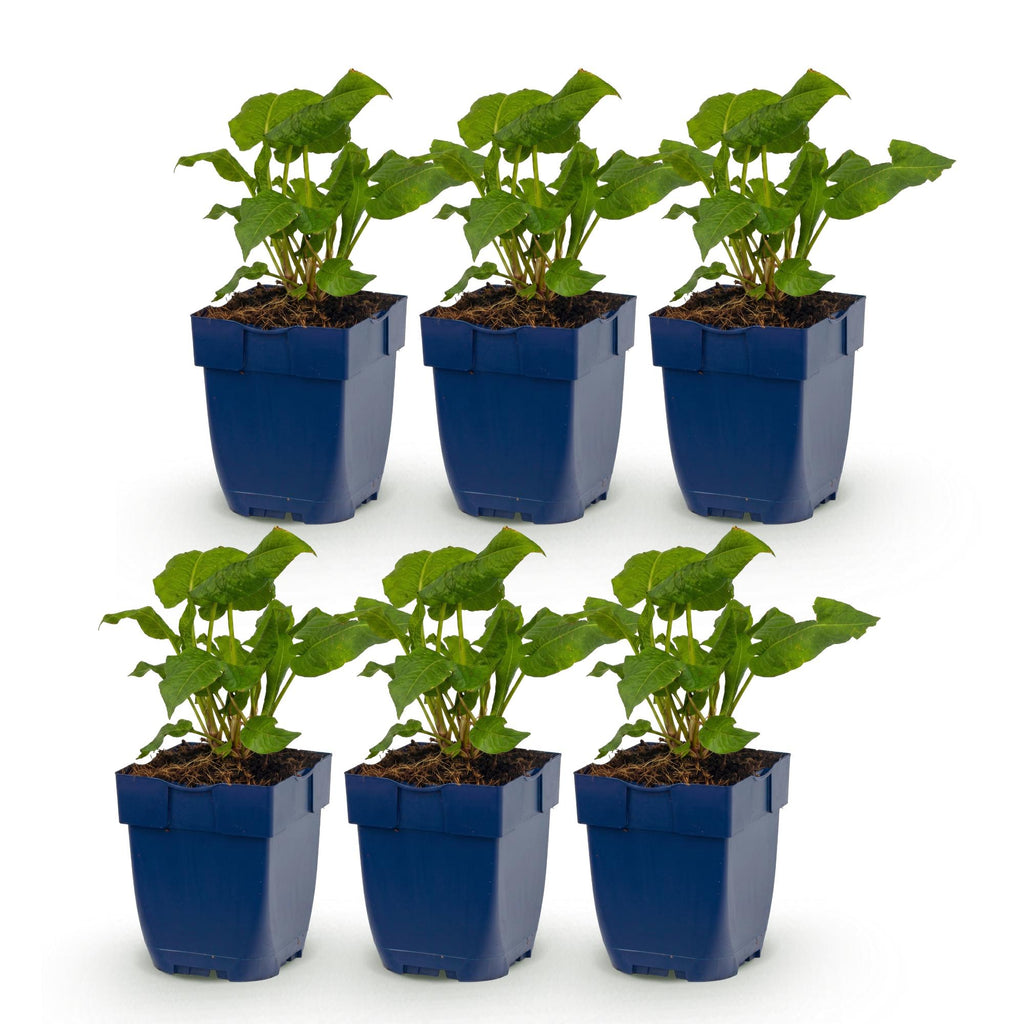 Vasteplant - Persicaria Tricolour - Duizendknoop - Schaduw - Rood - Roze - Wit - 6 Planten - Pot 11cm - Hoogte 15-25cm