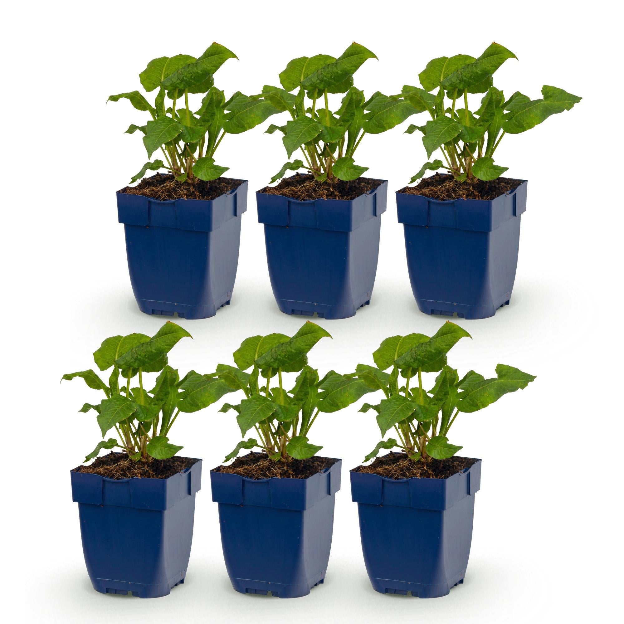 Vasteplant - Persicaria Tricolour - Duizendknoop - Schaduw - Rood - Roze - Wit - 6 Planten - Pot 11cm - Hoogte 15-25cm