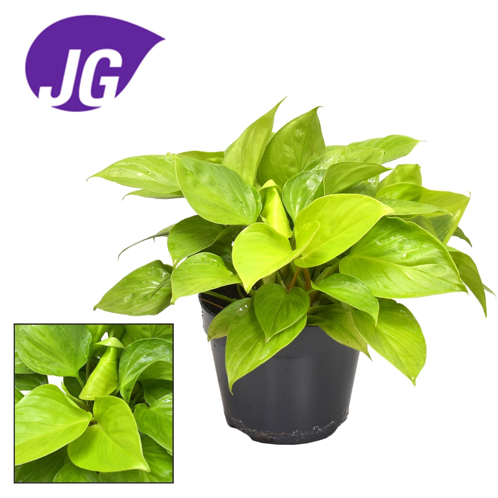 Homalomena Lemon Lime - Ø15cm - ↕30cm