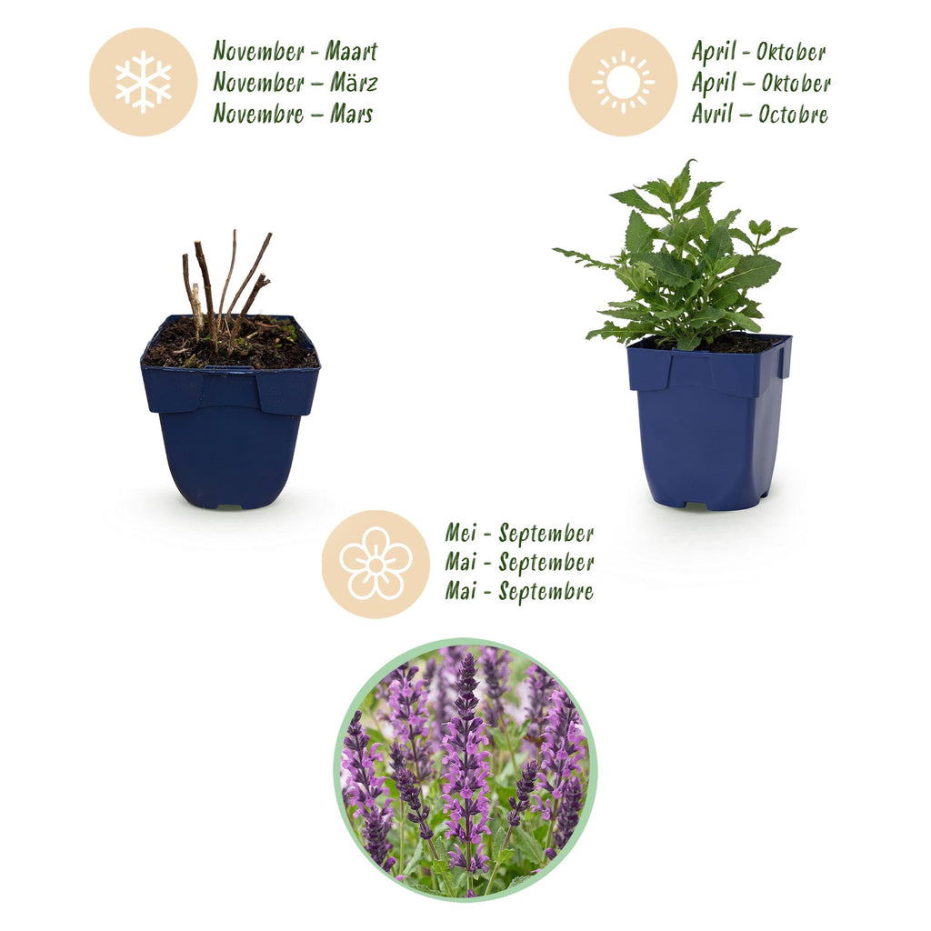 Vasteplant - Salvia nem. Sense Deepl Pink - Salie - Bijen en Vlinderlokkers - Roze - 12 Planten - Pot 11cm - Hoogte 15-25cm