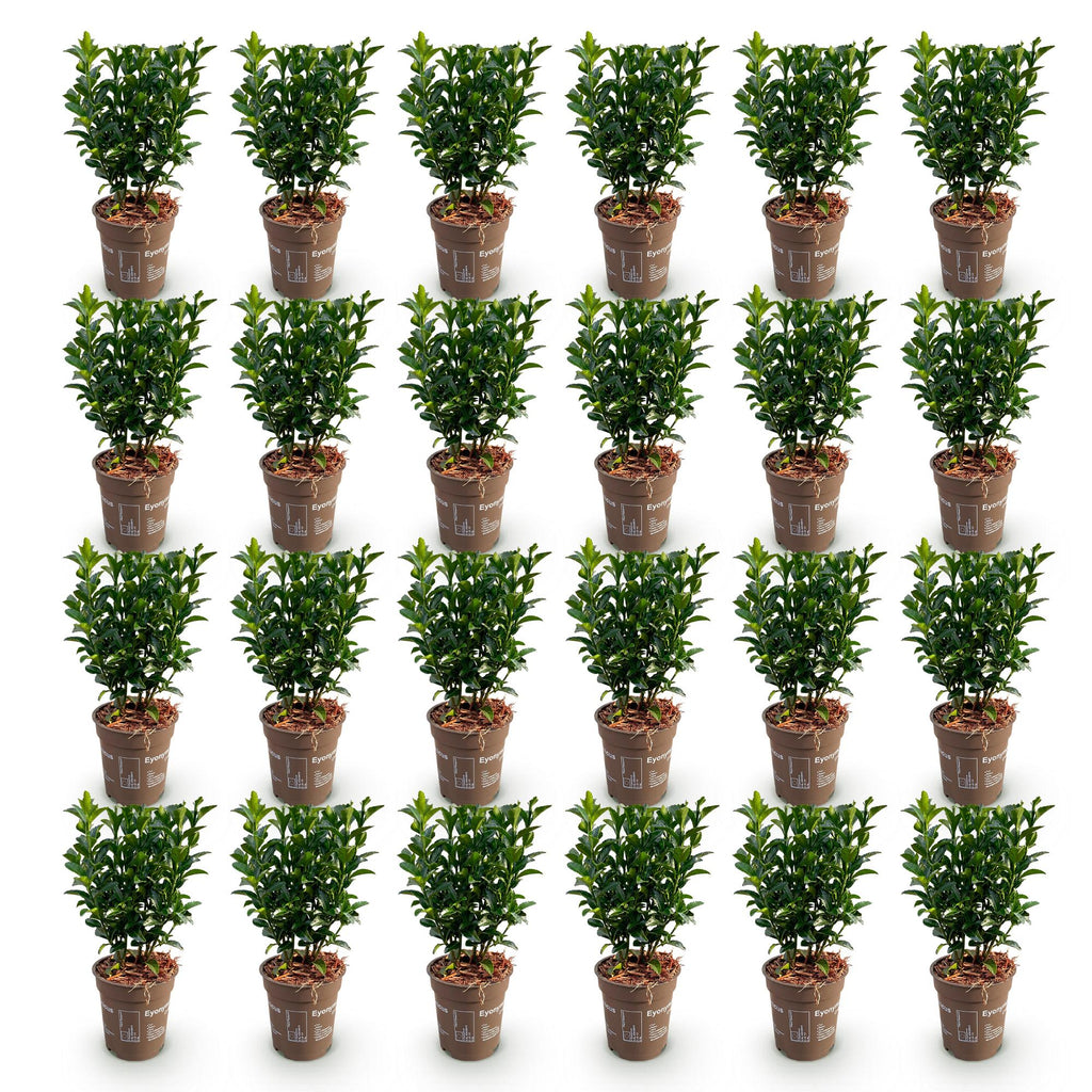 24x Euonymus japonica Green Spire - Kardinaalsmuts - Haagplanten - Groenblijvend - Groen - Pot 9cm - Hoogte 20-25cm
