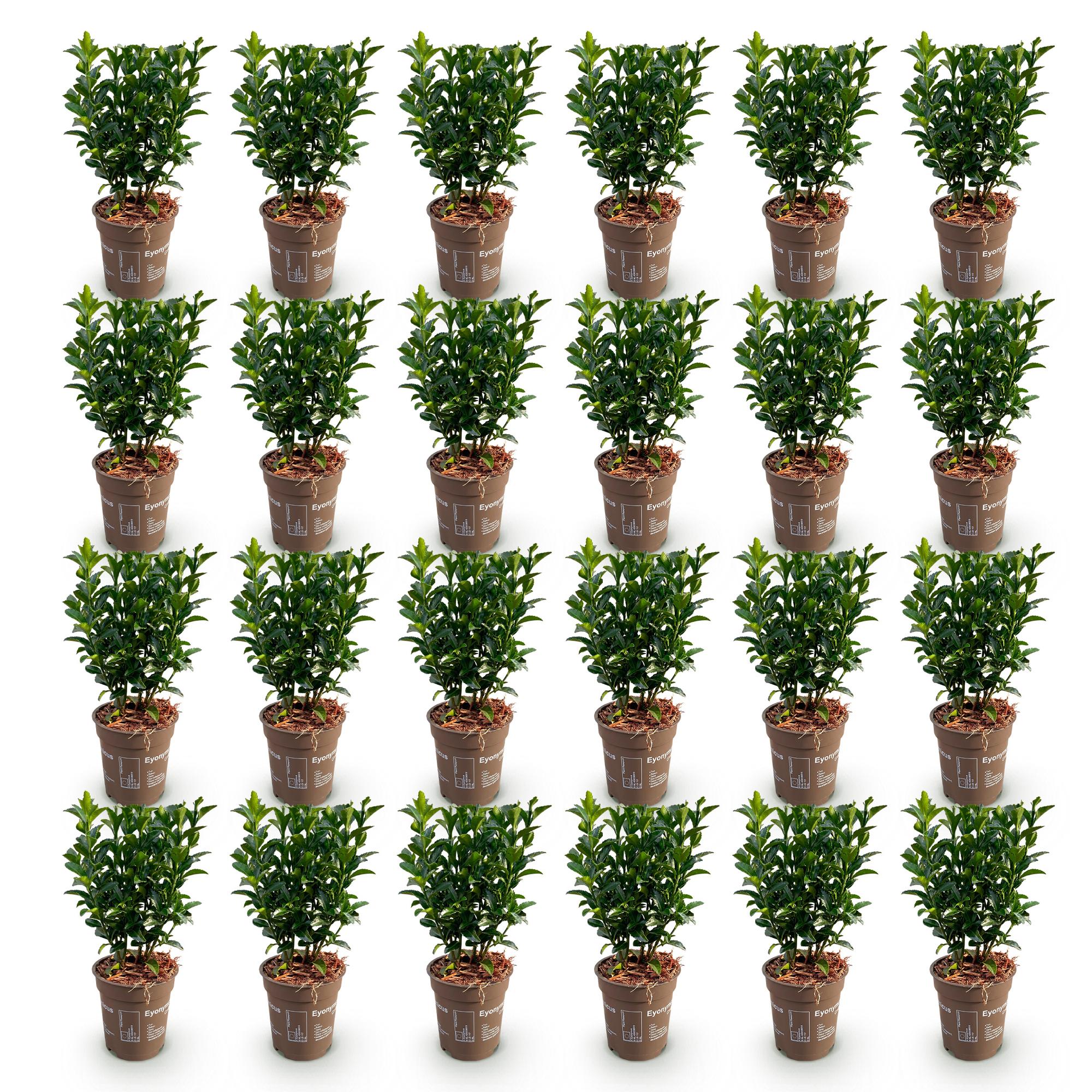 24x Euonymus japonica Green Spire - Kardinaalsmuts - Haagplanten - Groenblijvend - Groen - Pot 9cm - Hoogte 20-25cm