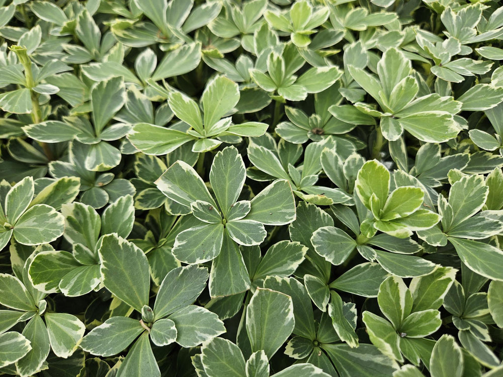 6x Pachysandra term. 'Variegata' - ↕10-25cm - Ø9cm