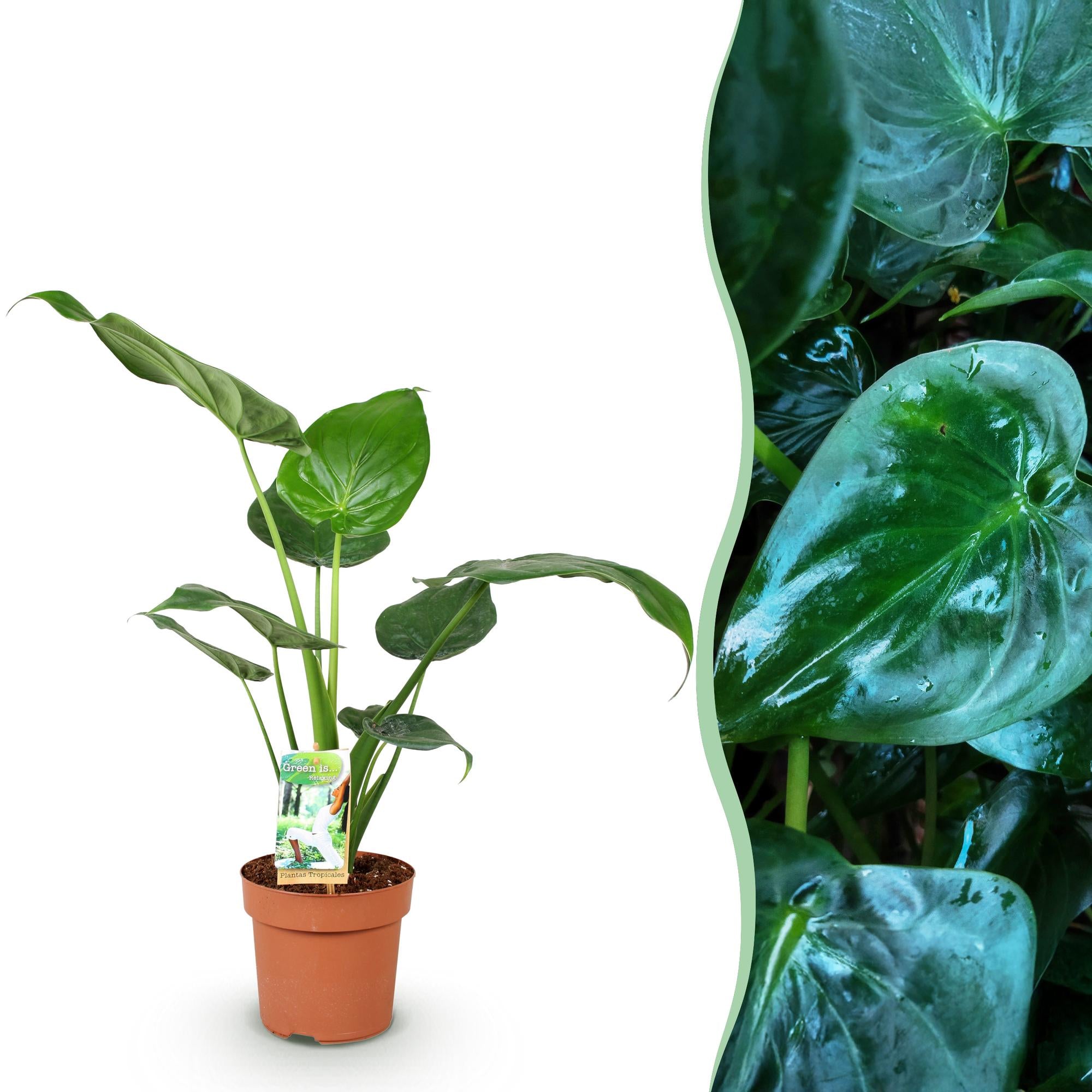 Green is... Kamerplanten - Alocasia Cucullata - Boeddha,s hand - Weinig onderhoud - Groen - 1 Plant - Pot 17cm - Hoogte 60-65cm