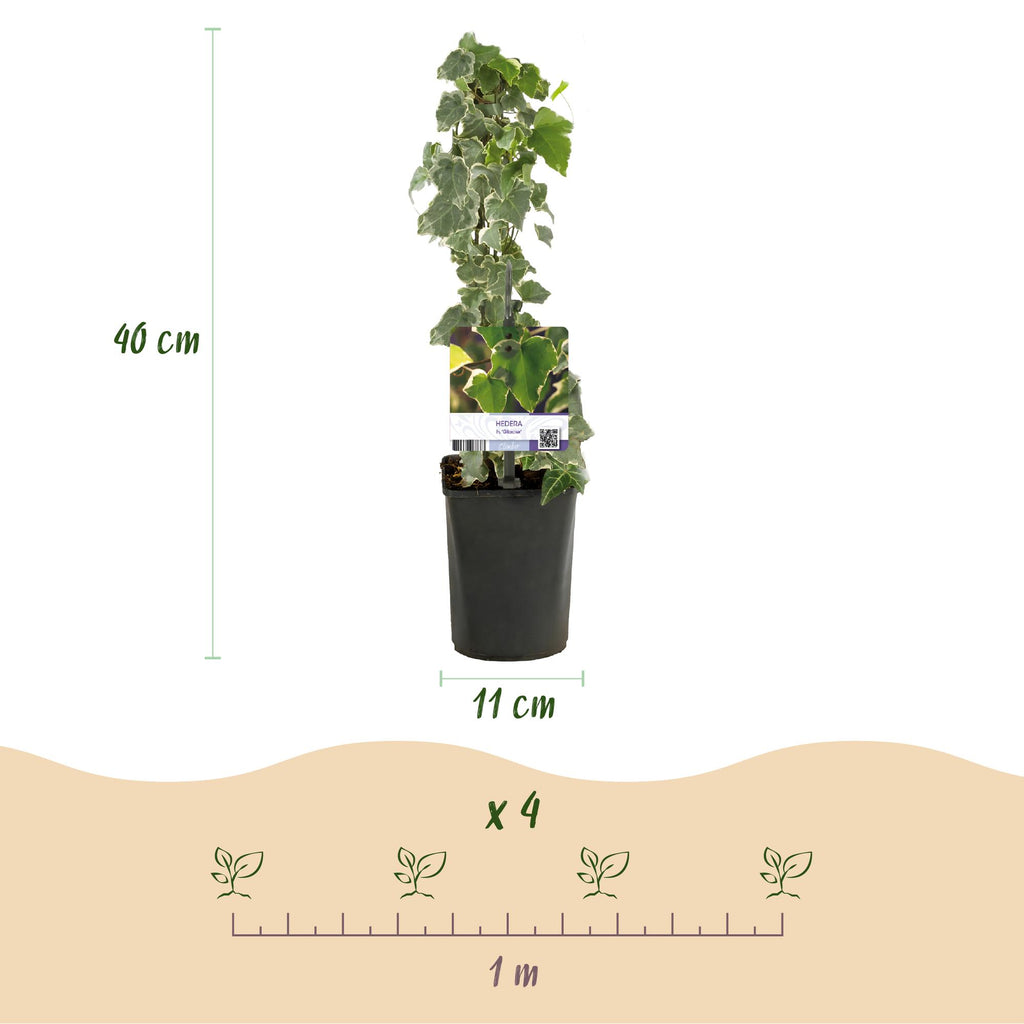 Klimplant - Hedera helix Glacier -  Blad Bont - Groenblijvend - 2 planten - Pot 11cm Hoogte 40cm
