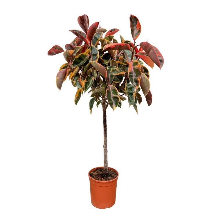 Ficus Elastica Belize op stam - 130 cm - ø24