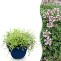 Vasteplant - Thymus praecox Minor - KruipTijm - Geurend - Roze - 24 Planten - Pot 11cm - Hoogte 15-25cm