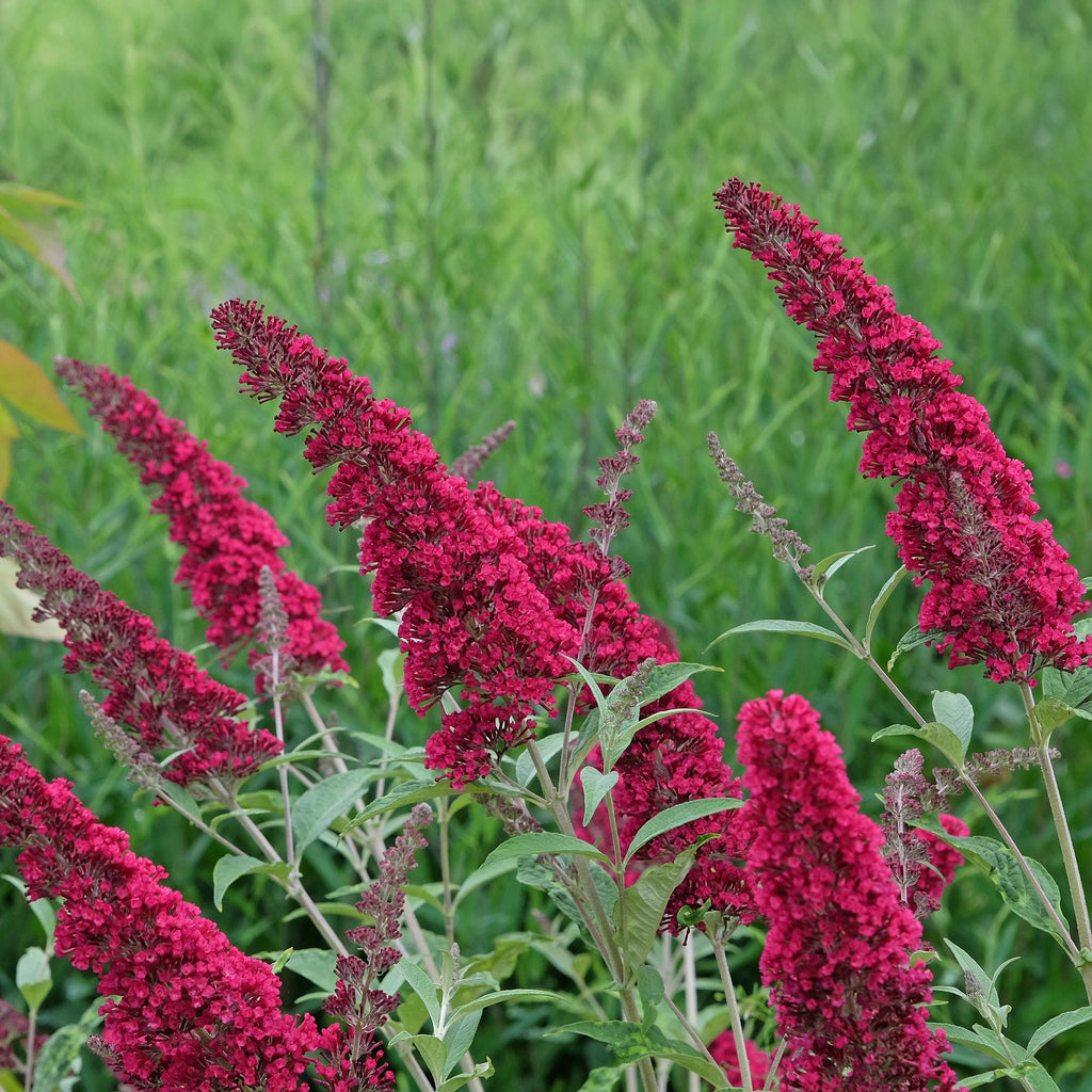 Tuinplant - Buddleja davidii Royal Red - Vlinderstruik - Winterhard - Rood - 1 Plant - Pot 17cm - Hoogte 45cm