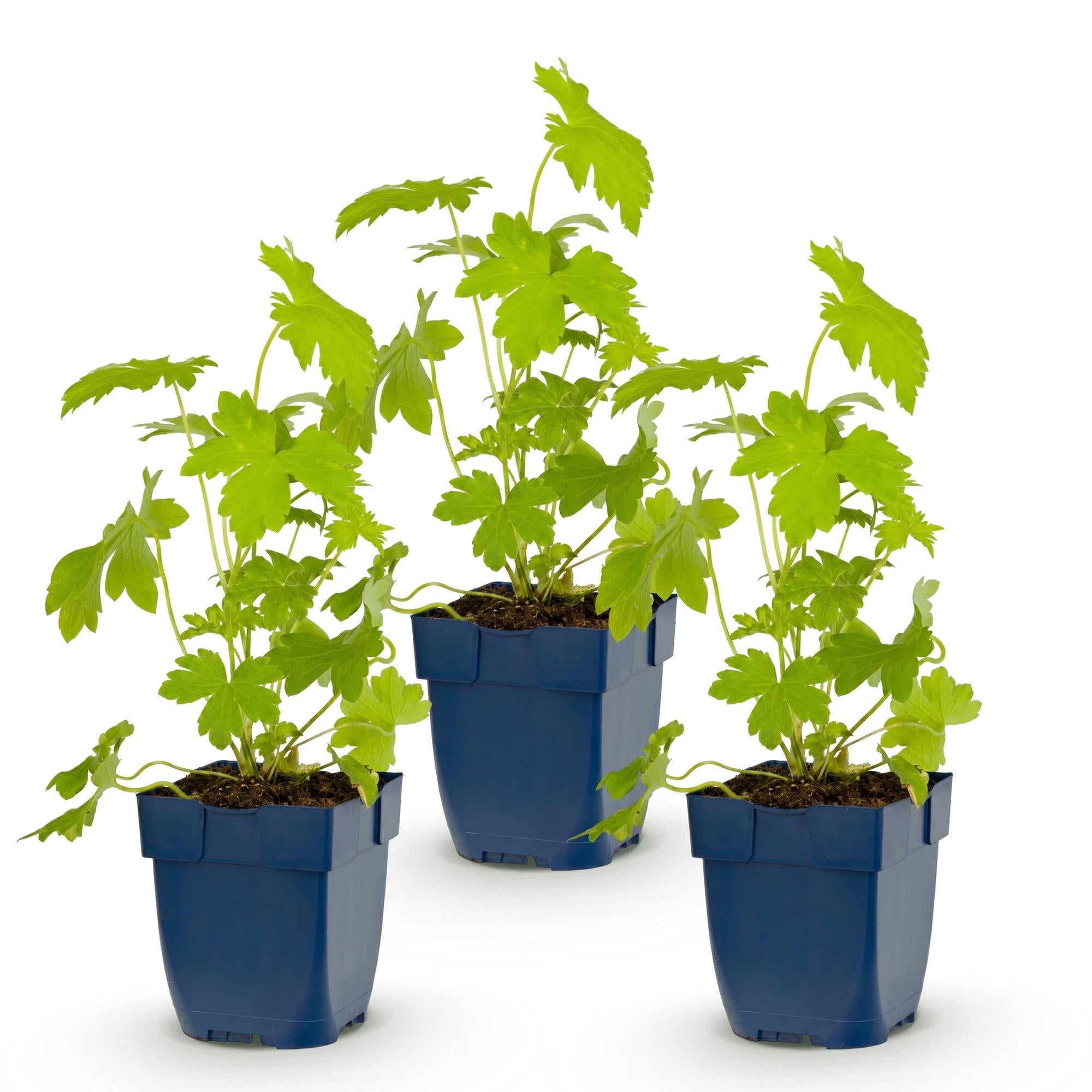Vasteplant - Delphinium (P) Galahad - Ridderspoor - Bijen en Vlinderlokkers - Wit - 3 Planten - Pot 11cm - Hoogte 15-25cm