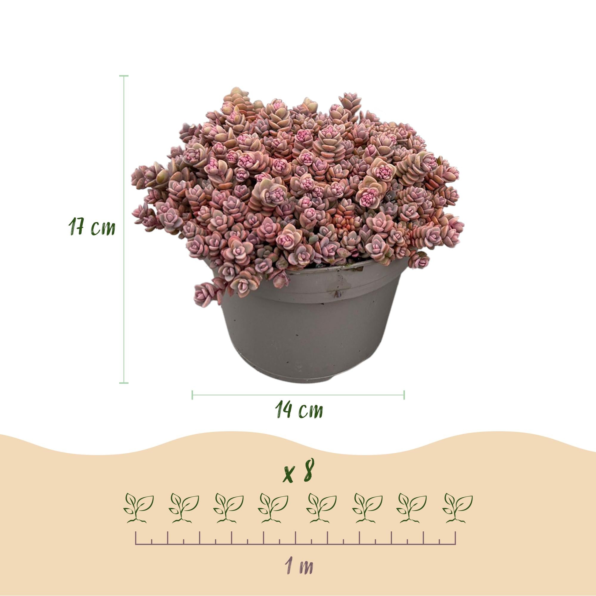Bodembedekker - Winterhard - Alpine Mix - 8 Planten - Diversen Kleuren  - Weinig Onderhoud - Pot 14 Hoogte 17