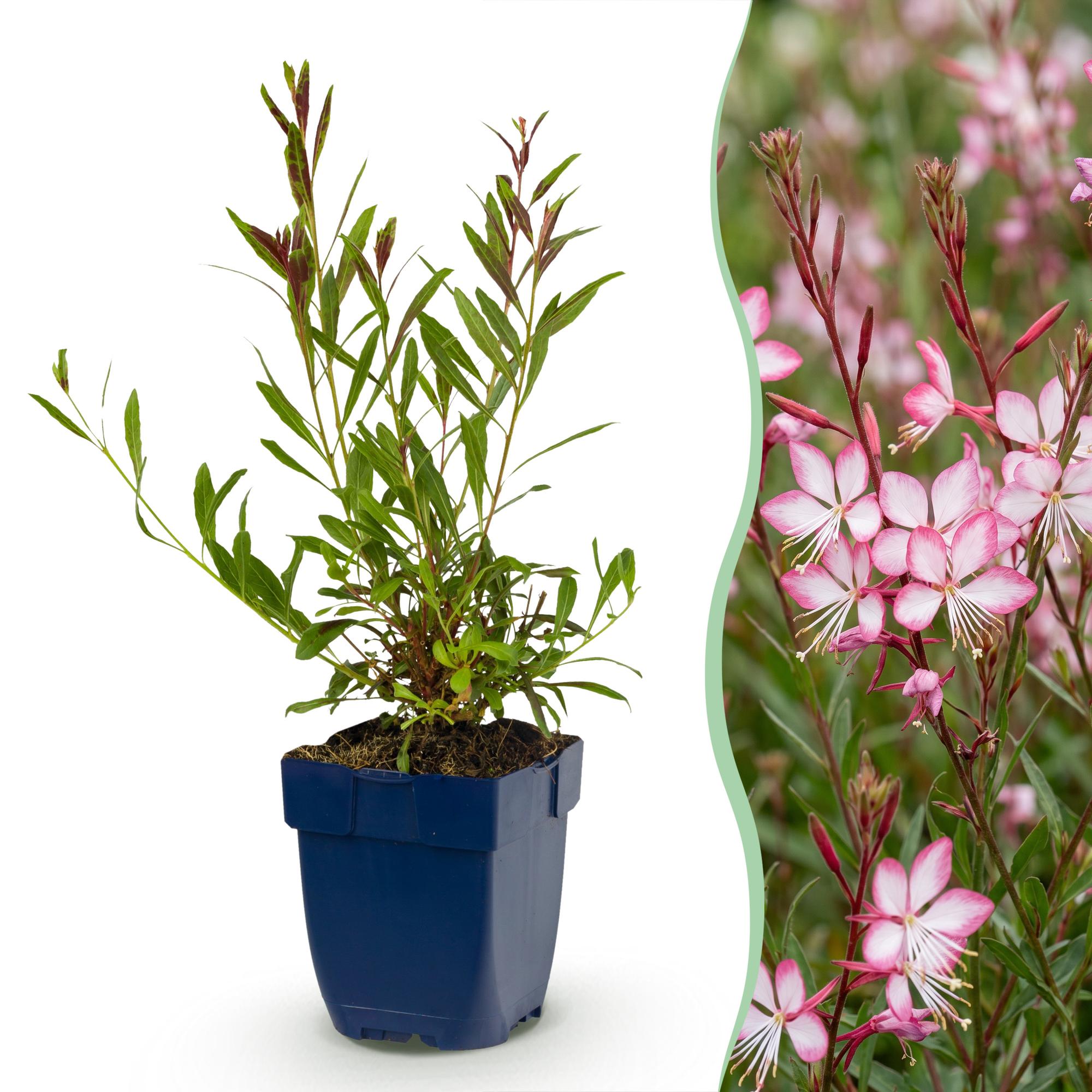 Vasteplant - Gaura lindh. Rosyjane - Prachtkaars - Bijen- en vlinderlokkers - Roze - 1 Plant - Pot 11cm - Hoogte 15-25cm