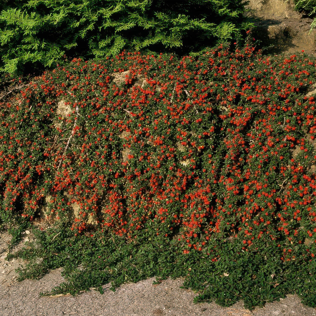 24x Cotoneaster pr. 'Streib's Findling' - ↕10-25cm - Ø9cm